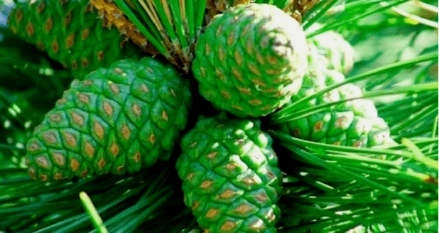 Cônes en pin vert