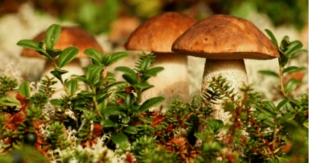 champignons